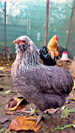 Araucana striebrokrká 0.1