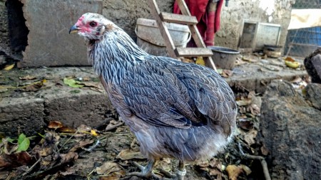Araucana striebrokrká 0.1