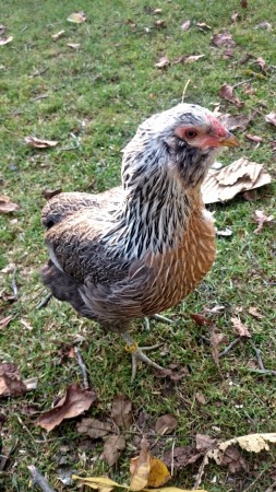 Araucana striebrokrká 0.1